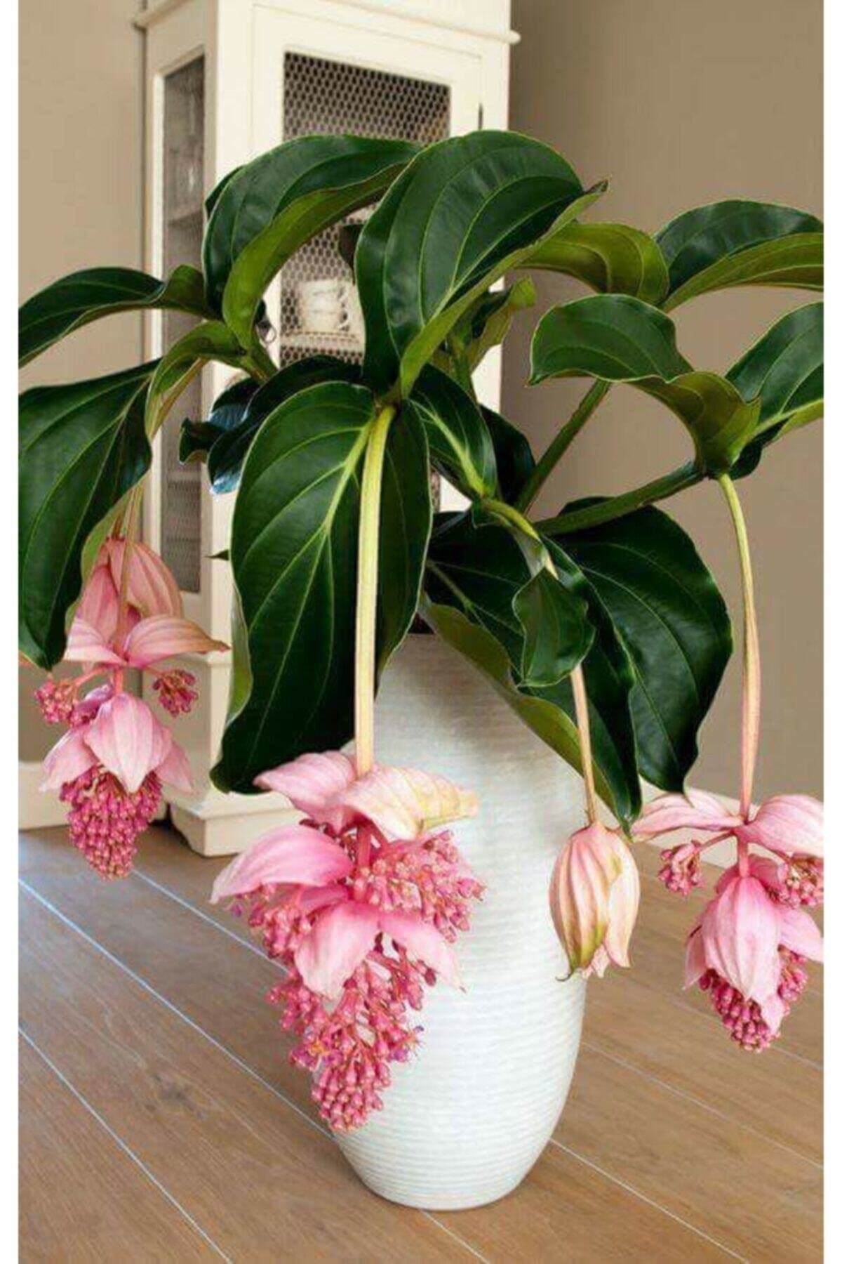 Medine gülü ne işe yarar? - Kapak Görseli