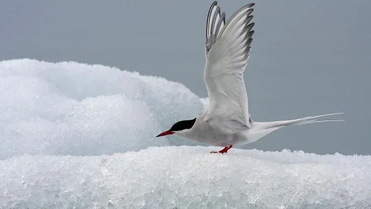 Kutup sumrusu kutuplarda nasıl hayatta kalır? [Uzman Rehber] - Kapak Görseli